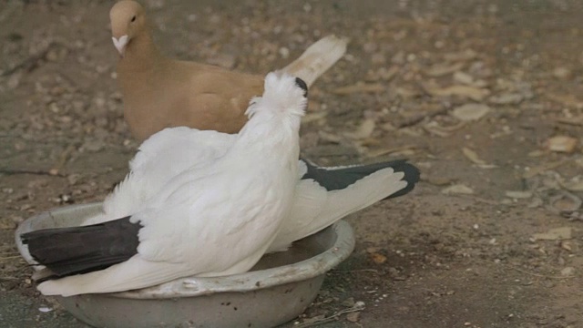三只鸽子在一个带碗的鸟笼里视频下载
