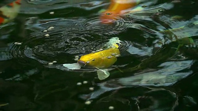 美丽的锦鲤在池塘里游泳和吃食物的慢镜头。视频下载