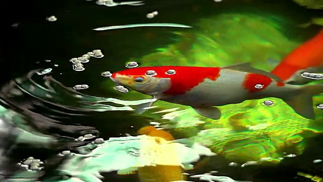 美丽的锦鲤在池塘里游泳和吃食物的慢镜头。视频下载