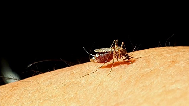蚊子从人类皮肤上吸血视频下载