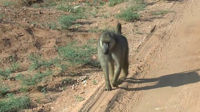 肯尼亚萨凡纳野生动物园的一只狒狒视频下载