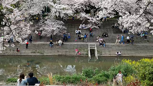 人们在春天欣赏樱花视频素材