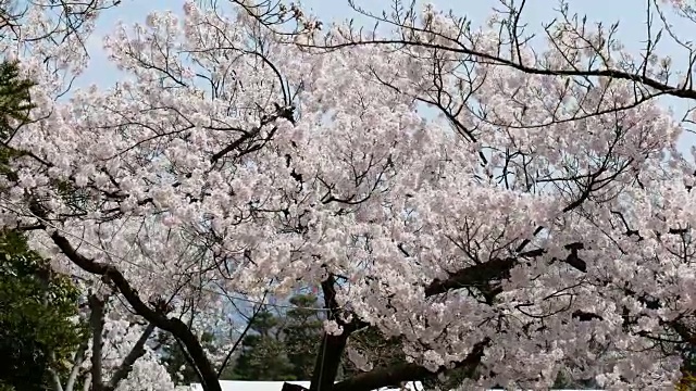 樱花或春天的樱花视频素材