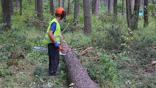 一个年轻的护林员正在测量松树树干的长度。一名伐木工人用卷尺测量树干的长度视频下载