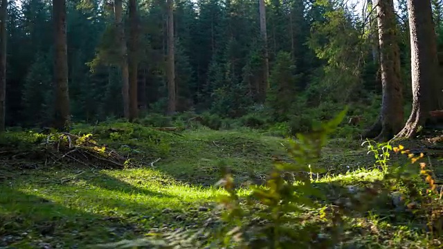 森林中跑步者的运动训练视频素材
