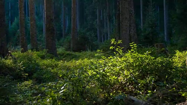 专注的运动员在树林里奔跑视频素材