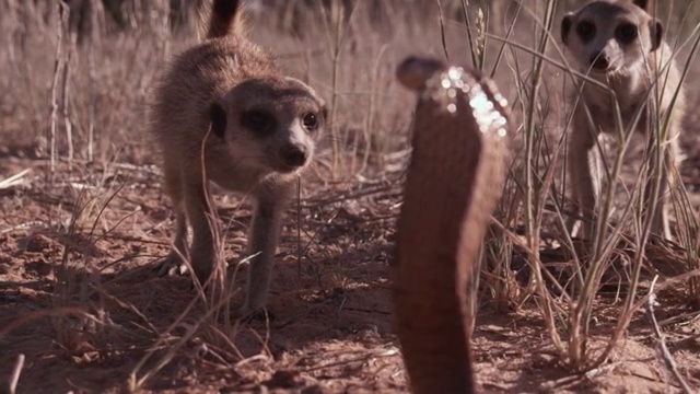 眼镜蛇(Naja nivea)攻击猫鼬(Suricata suricatta)在沙漠，南非视频素材