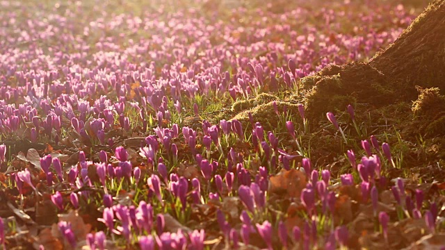 田野的野生紫番红花与橡树树山谷日落。美丽的野生春花番红花盛开在春天视频素材