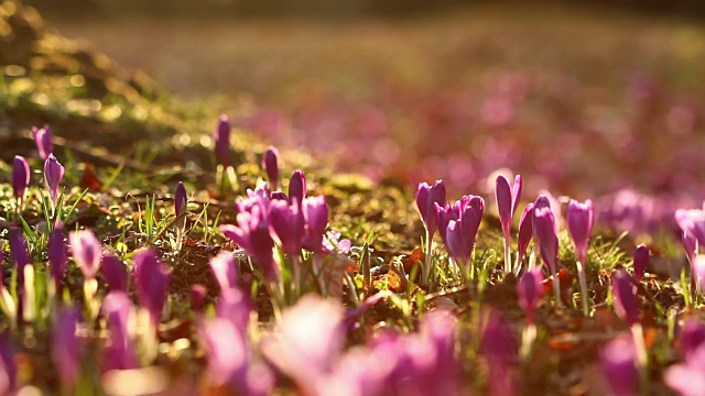 田野的野生紫番红花与橡树树山谷日落。美丽的野生春花番红花盛开在春天视频素材