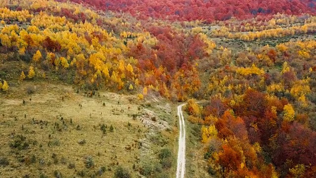 鸟瞰图:飞越喀尔巴阡山脉美丽的秋天森林。在黄桦树和红色山毛榉树之间的肮脏的道路。视频素材