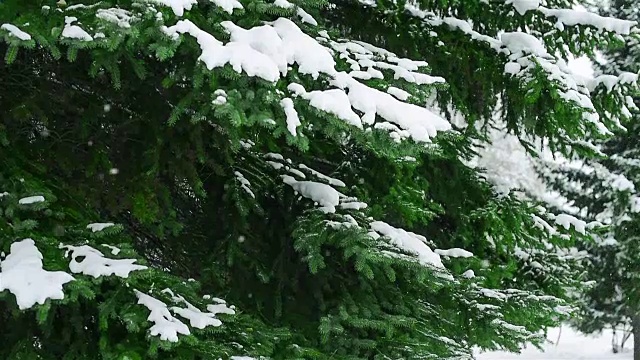 38、杉树枝，雪花飘落视频下载