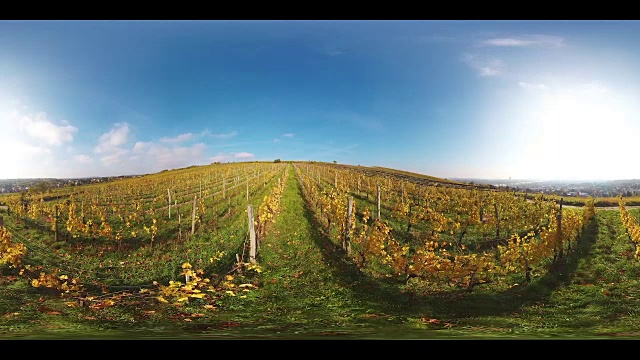 360VR景观4K视频阳光秋日在葡萄园视频下载
