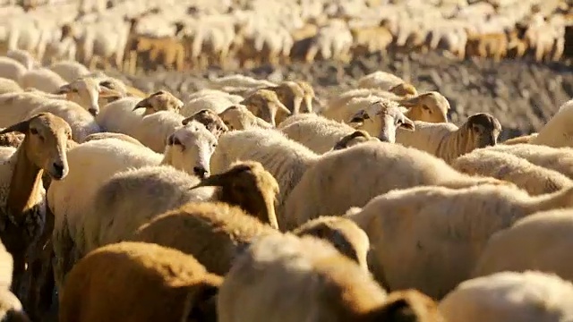 山景上奔跑的羊群。视频下载