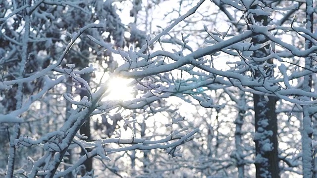 白雪覆盖的树枝视频下载