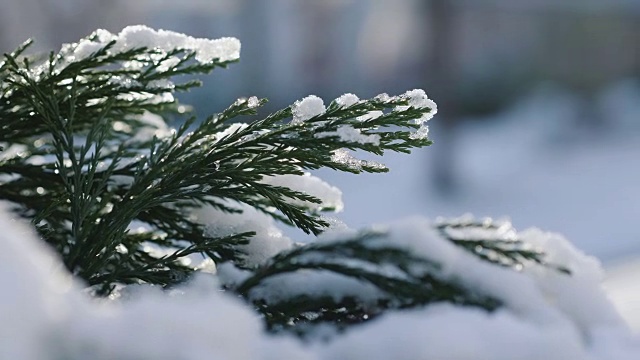 白雪覆盖着松树的树枝视频素材
