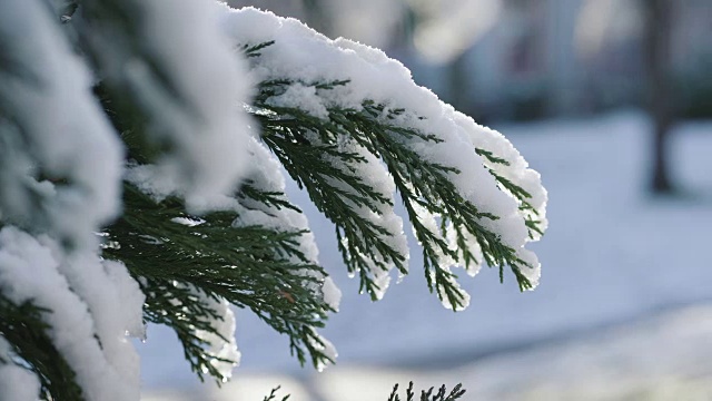 白雪覆盖着松树的树枝视频素材