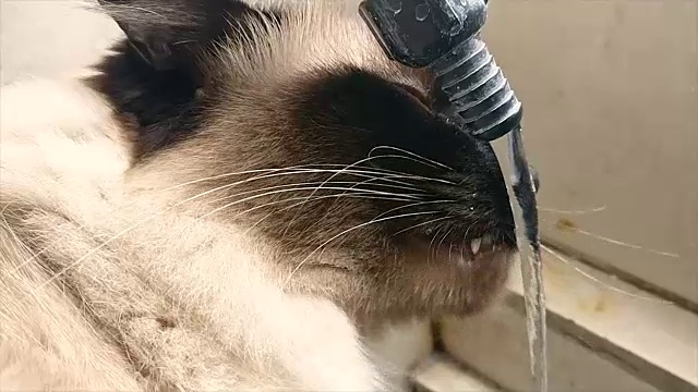 从水龙头里喝水的猫视频素材