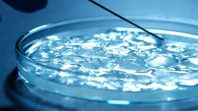 科学家在培养皿上检查细菌视频素材