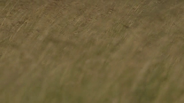 长草在风中吹来聚焦，坦桑尼亚。视频下载