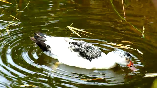 鸭子在池塘里觅食视频下载