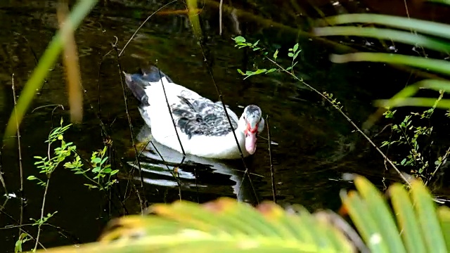 鸭子在池塘里觅食视频下载