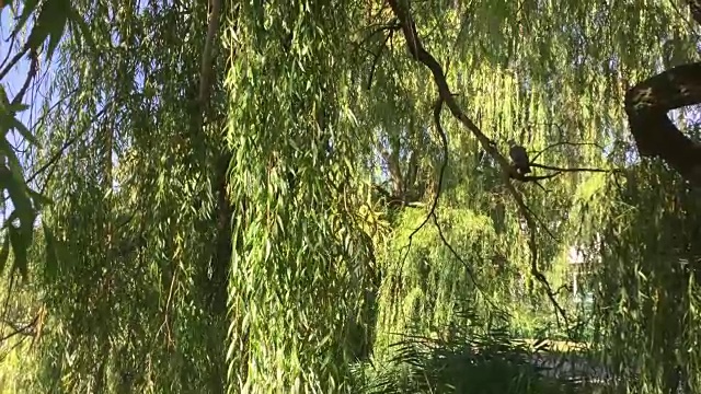 鸟儿的栖息地在哭泣的柳树上视频下载
