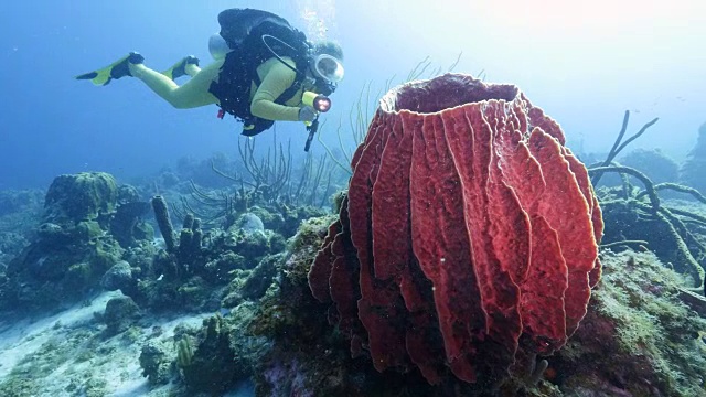 一名潜水员在库拉索岛附近的加勒比海珊瑚礁上，巨大的海绵在前景中视频素材