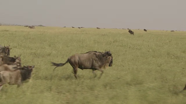 追踪拍摄到一只成年角马在坦桑尼亚一辆狩猎车旁奔跑。视频素材