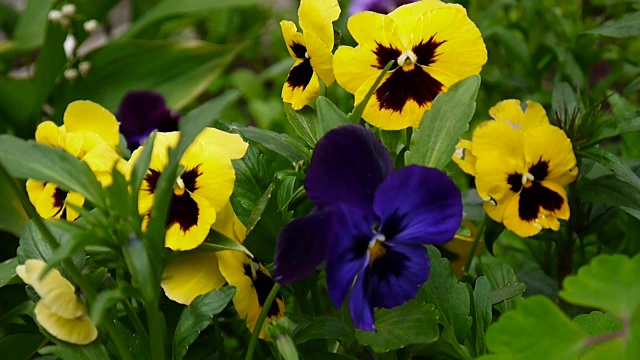 有不同颜色的三色堇的花坛。微风拂过花丛。视频高清拍摄静态摄像机视频素材