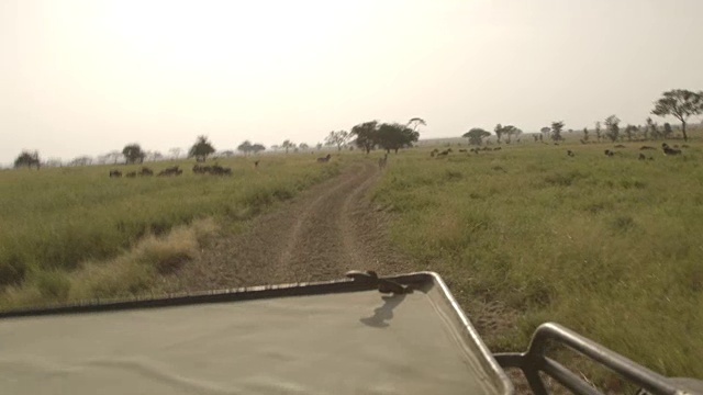 坦桑尼亚塞伦盖蒂，一辆游猎车拍摄的角马和斑马。视频素材