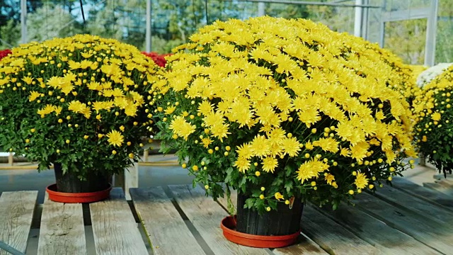 木柜台上放着几盆黄色菊花。苗圃、花卉销售理念视频素材