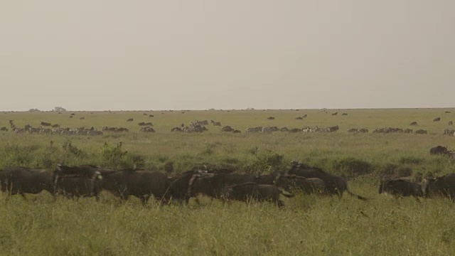 坦桑尼亚，一群角马在前景中奔跑，斑马和其他角马在背景中吃草。视频素材