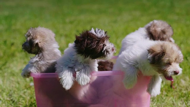 粉红盆里的几只酷酷的小狗视频下载
