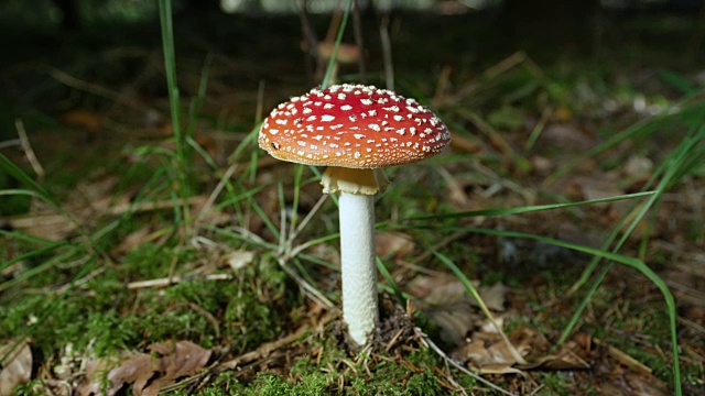 离焦轨迹，近:致命的蘑菇生长在自然界视频素材