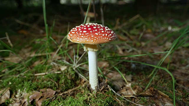散焦追踪，近距离观察自然界中的红色有毒蘑菇在秋天的一天视频素材