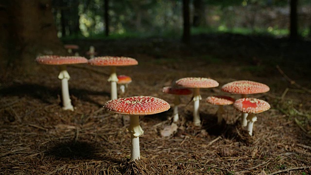 几只红蘑菇生长在树林里视频素材