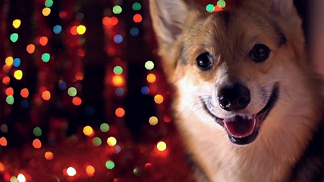 2018狗年!新年快乐，圣诞快乐!节日快乐!视频素材