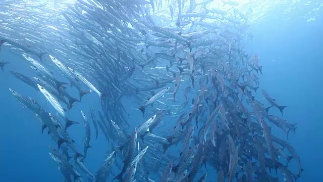 梭鱼在漩涡中游动的画面/西巴丹，森本那，马来西亚塔瓦视频素材