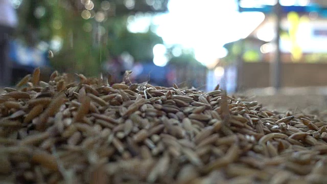 稻田的慢镜头视频素材