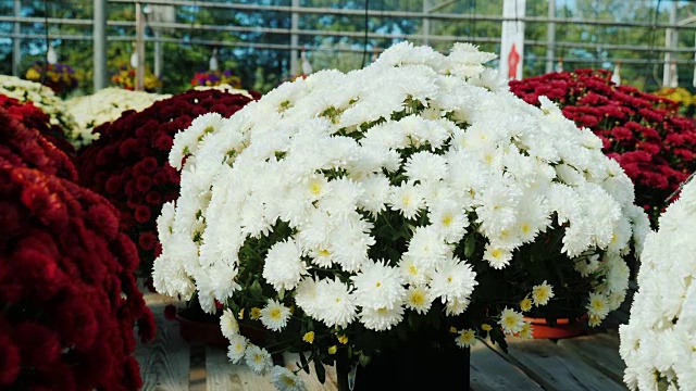 苗圃里的盆子里插着不同颜色的菊花。柜台有鲜花出售，花店视频下载