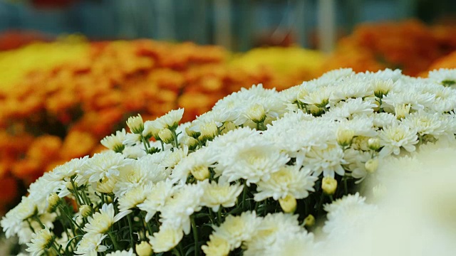 女性用手整理大花束中的花朵。在商店或花圃工作，特写视频下载
