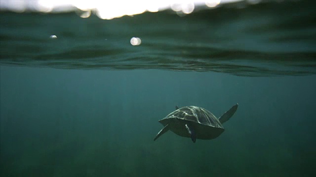 游泳用的乌龟视频素材