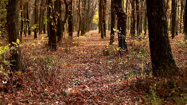 秋日清晨的橡树林视频素材