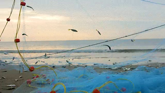 清晨的阳光下，渔民在海滩上整理鱼类视频素材