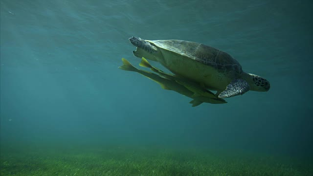 游泳用的乌龟视频素材