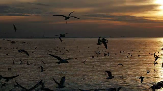 日落时分，鸟儿在海上飞翔视频素材