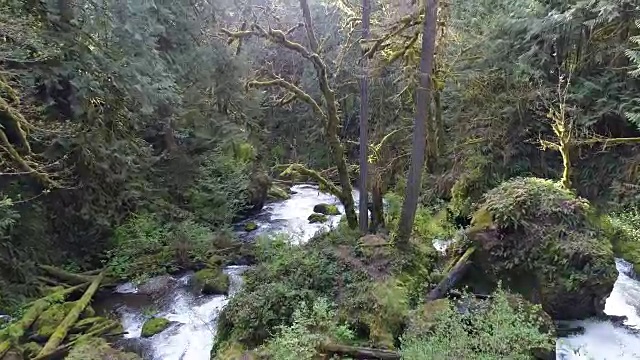 绿色苔藓树河航空太平洋西北华盛顿视频素材