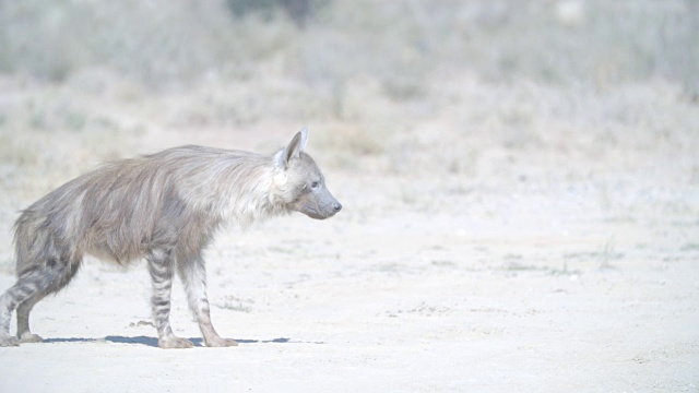 棕色鬣狗(Hyaena brunnea)漫步在稀树草原/ Kgalagadi越界公园/ Kgalagadi区/博茨瓦纳视频下载