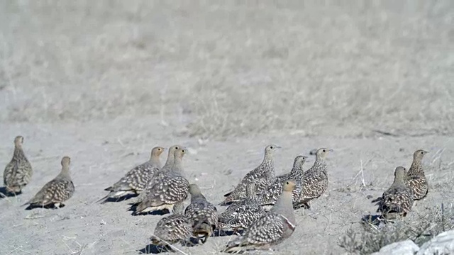 在沙地上行走的沙鸡群/卡拉加迪越界公园/卡拉加迪区/博茨瓦纳视频下载