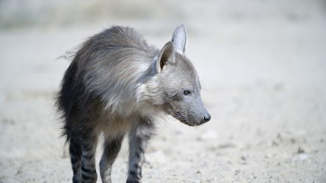 棕色鬣狗女士(Hyaena brunnea)环顾四周，开始行走/卡拉加迪越界公园/卡拉加迪区/博茨瓦纳视频下载